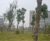工学院驾校