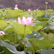 李玉明