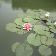 常营鑫顺