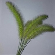 肖雄