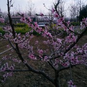 李丹