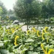 孙山虎