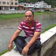 杨金