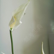 王站卫