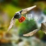 刘哥