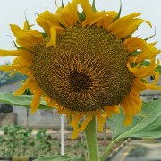 郭俊栋