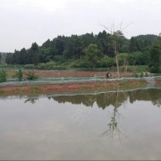 胖哥