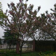 马方伟