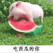 延星星