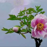 秦云英