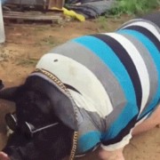 小黑