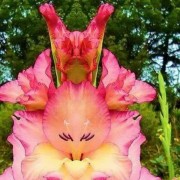 黄广德