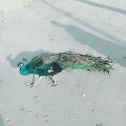 韩永军