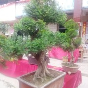 阳光