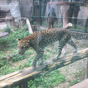 阿西