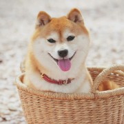 肖教练