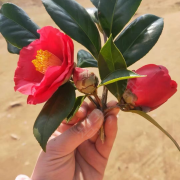 王小超