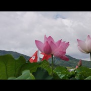 陈英尤